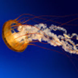 Meet your Posher, Extremelyweird1